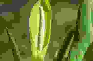 Dieffenbachia: tutti i segreti di questa pianta sempreverde