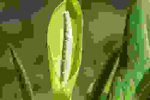 Dieffenbachia