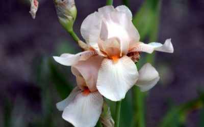 Tutto sulle iris o giaggioli: cura e terreno
