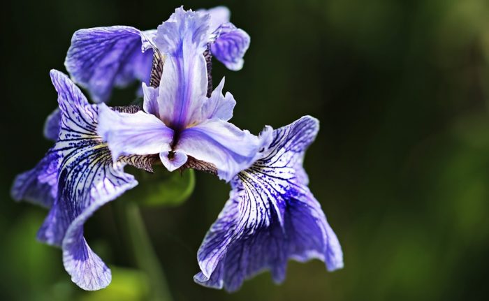 iris