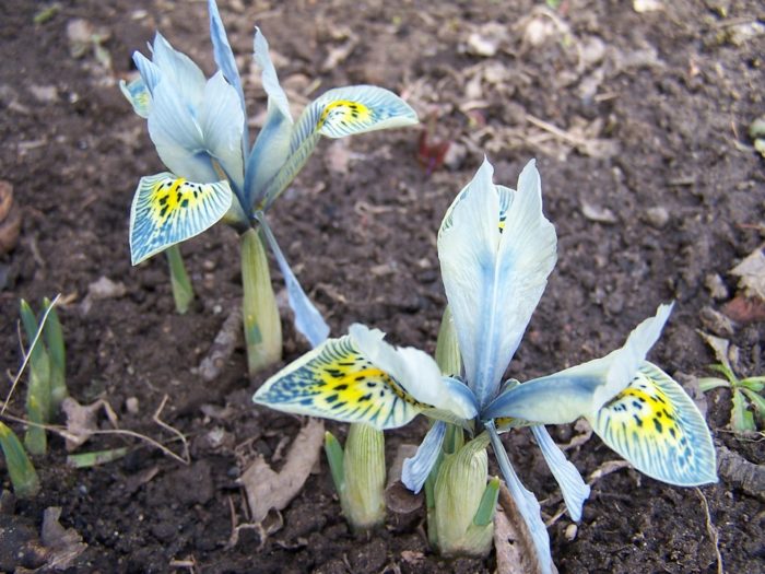 iris