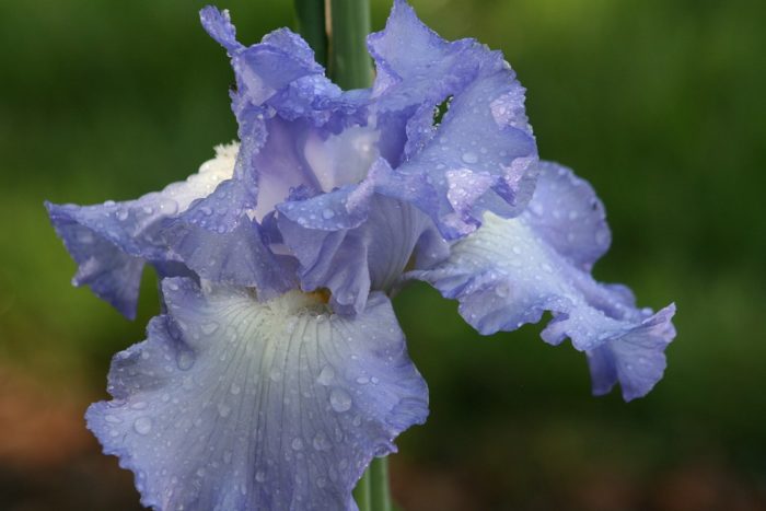 iris