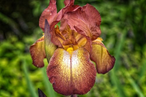 Tutto sulle iris o giaggioli: cura e terreno