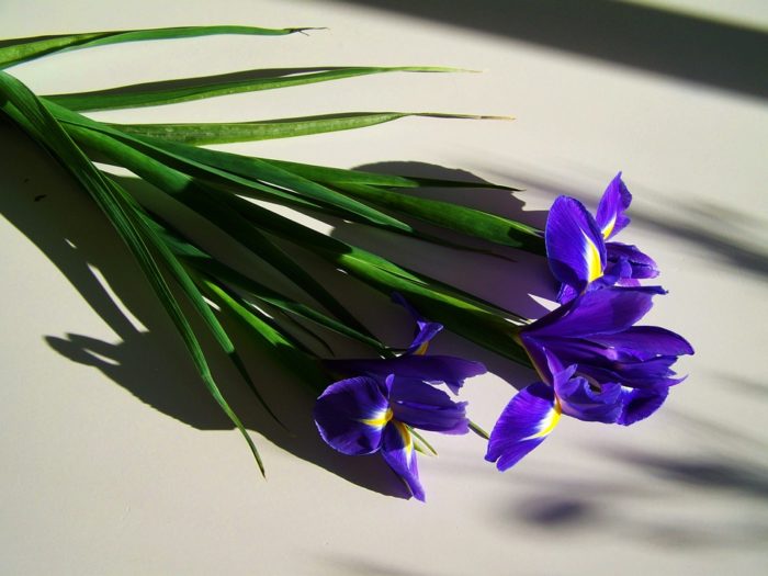 iris