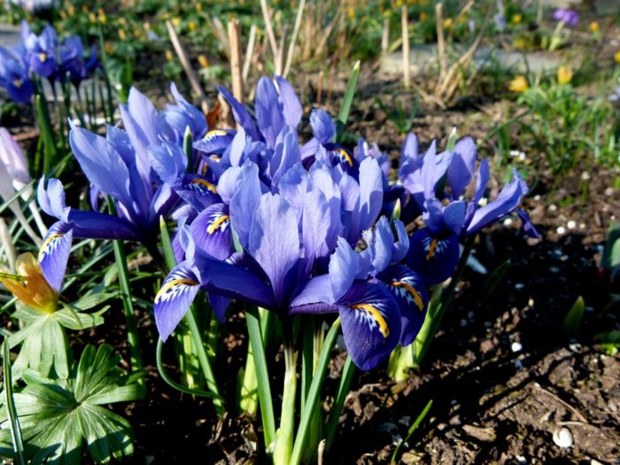 iris