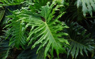 Filodendro: una pianta tropicale adatta anche agli interni