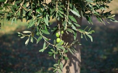 Alberi sempreverdi: quali sono e come si coltivano
