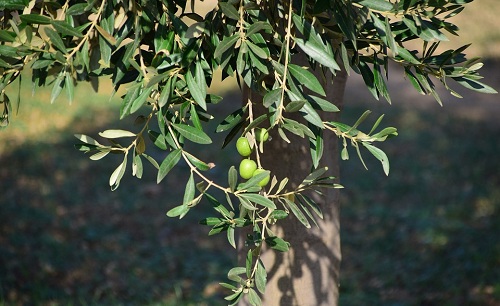 Alberi Sempreverdi 10 Variet Da Piantare In Giardino Hello Green Alberi Sempreverdi 10 Variet Da Piantare In Giardino Hello Green