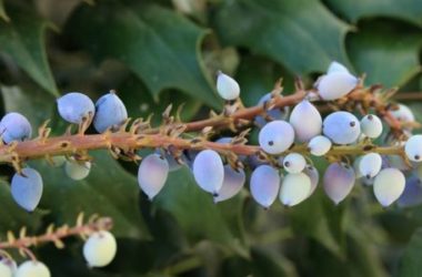 Tutto sulla Mahonia: un sempreverde adatto sia alla coltivazione in vaso che in terra