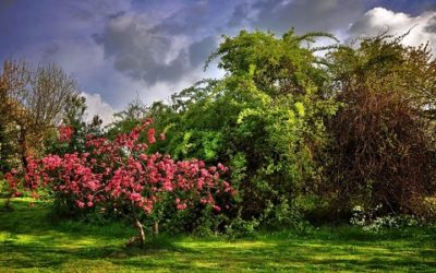 Arbusti da giardino: varietà, caratteristiche e coltivazione