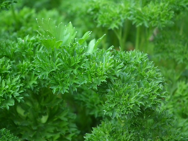 piante biennali