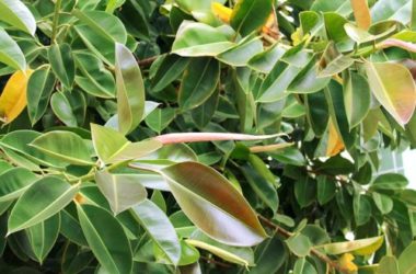 Ficus Elastica o pianta della gomma: cura e coltivazione