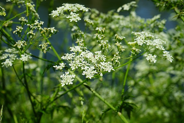 piante biennali