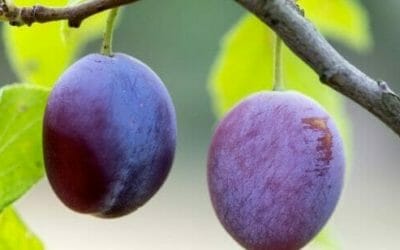 Prugne: proprietà benefiche, controindicazioni e ricette