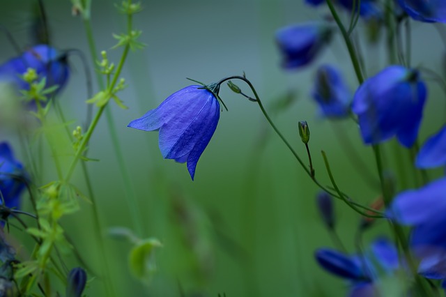 piante biennali