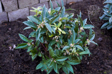 Tutto sulla sarcococca: una pianta amata per le fioriture invernali, ma non solo…