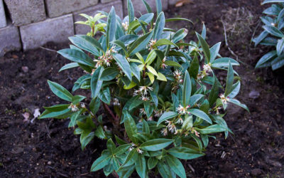 Tutto sulla sarcococca: una pianta amata per le fioriture invernali, ma non solo…