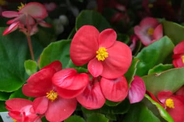 Begonia: tutti i segreti di questa pianta dai fiori belli e variopinti
