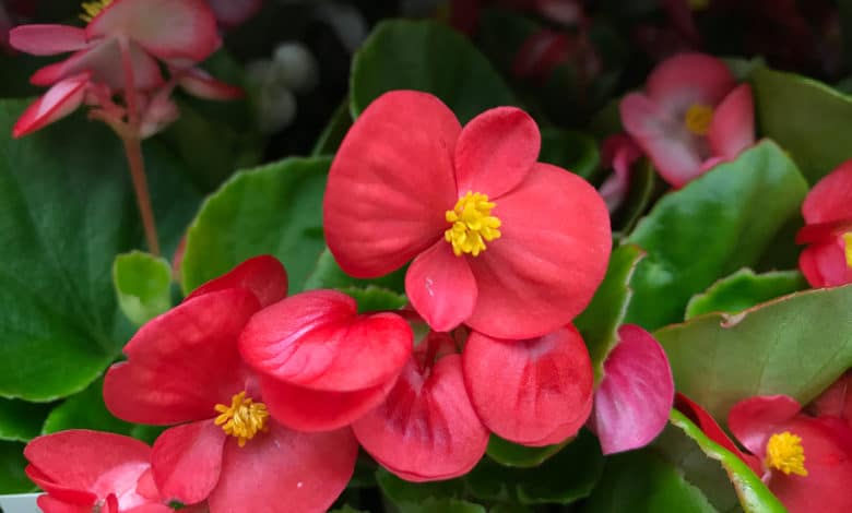 begonia