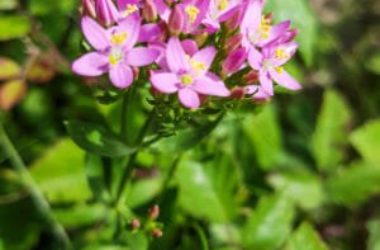 Centaurea minore: utilizzi in fitoterapia e nella medicina tradizionale