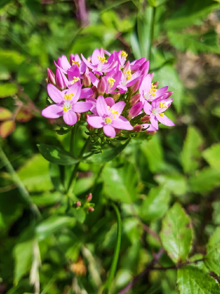 centaurea