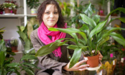 Aspidistra: coltivazione e cura di questa pianta da vaso