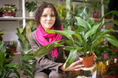 Aspidistra: coltivazione e cura di questa pianta da vaso