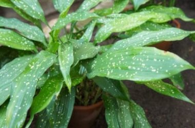 Aspidistra, una pianta da appartamento ideale per chi non ha il pollice verde