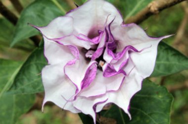 Datura pianta: scopriamo un genere di piante dai particolari fiori a tromba