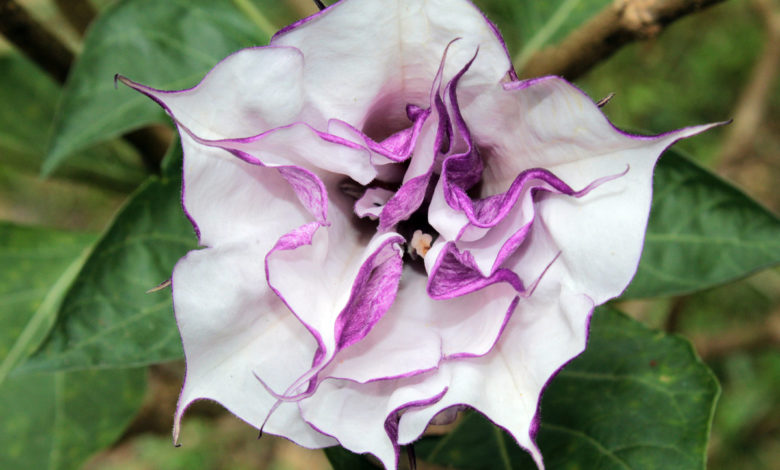 datura