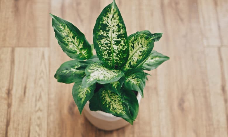 dieffenbachia