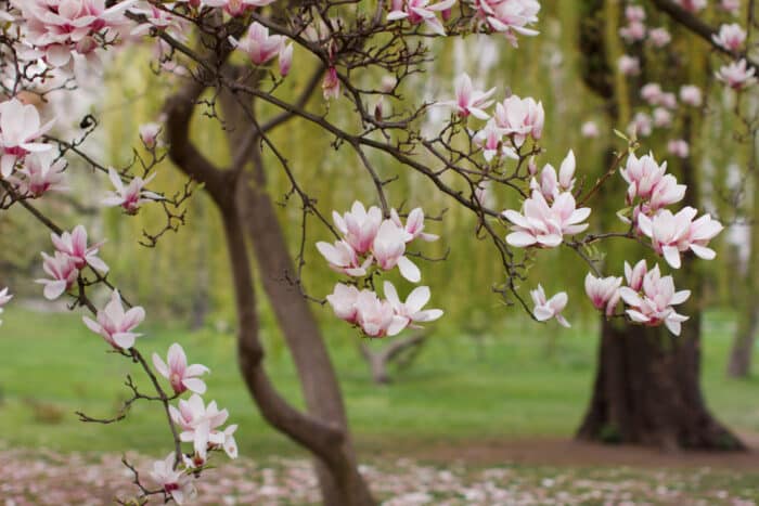 piante sempreverdi - magnolia