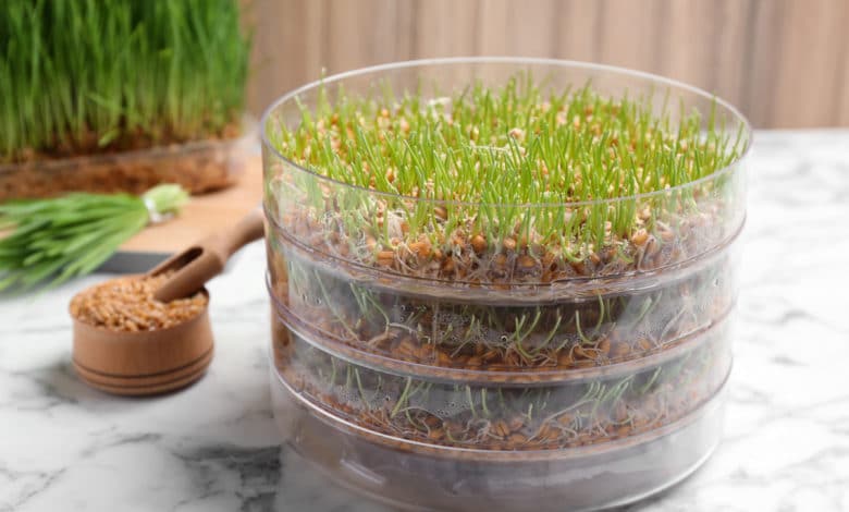 germogliatore come usarlo?