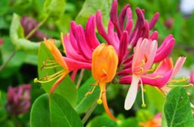 Quello che non sapevi sul caprifoglio, pianta nota per i suoi fiori belli e profumati