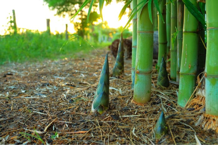 Come coltivare bambù in giardino o in casa