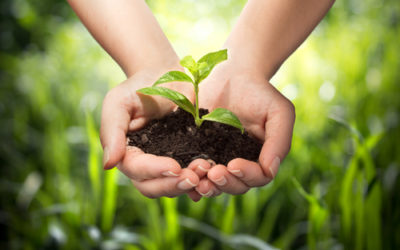 Cos’è l’agricoltura forestale? principi base ed applicazioni