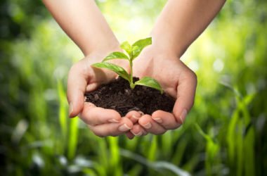 Cos’è l’agricoltura forestale? principi base ed applicazioni