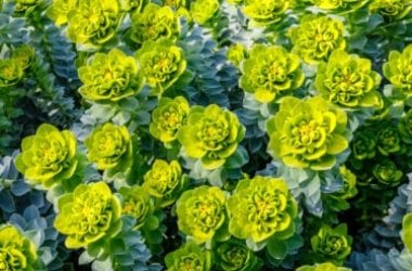 Speciale euforbia: quali sono le principali varietà di questa pianta tropicale, caratteristiche e coltivazioni