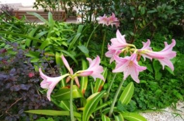 Amaryllis o Amarillide: una pianta tutta da scoprire