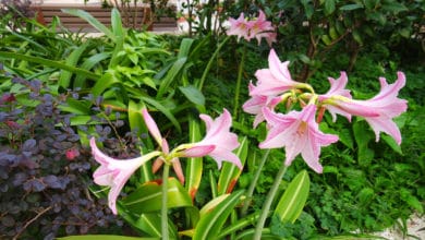 Amaryllis belladonna