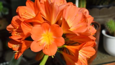 clivia