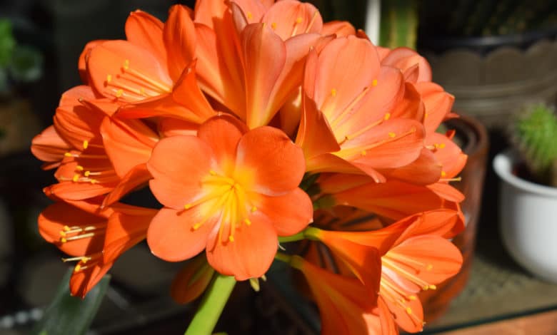 clivia