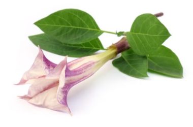 Datura pianta: scopriamo la Tromba del Diavolo, una pianta altamente velenosa