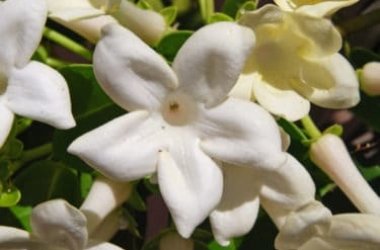 Tout ce que vous devez savoir sur le jasmin de Madagascar ou le Stephanotis
