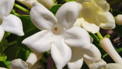 Gelsomino del Madagascar o stephanotis