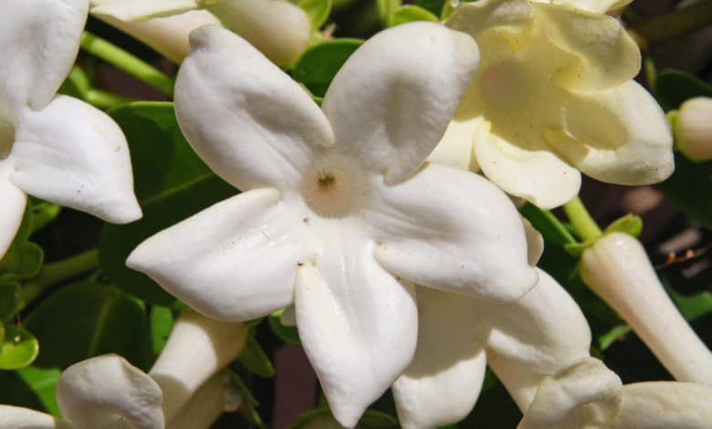 Gelsomino del Madagascar o stephanotis