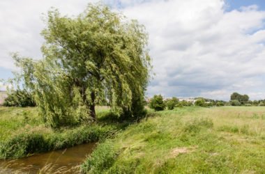 Il salice, una bellissima pianta dalle diverse, interessanti proprietà
