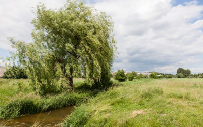 Il salice, una bellissima pianta dalle diverse, interessanti proprietà