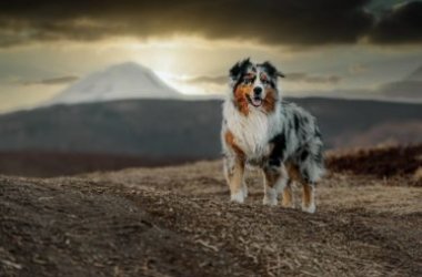 Tutto sul cane Pastore Australiano o Australian Shepherd: aspetto, cura e carattere