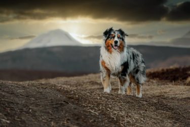 Tutto sul cane Pastore Australiano o Australian Shepherd: aspetto, cura e carattere